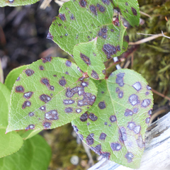 Mycosphaerella chimaphilae