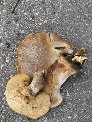 Cerioporus squamosus