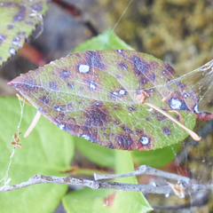 Mycosphaerella chimaphilae