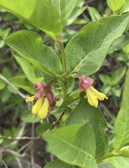Lonicera involucrata involucrata