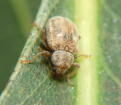 Demotina modesta