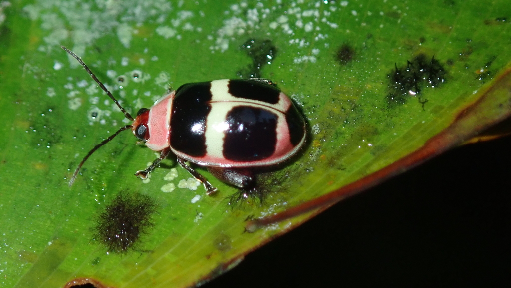 Alagoasa illustris
