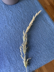 Agrostis exarata