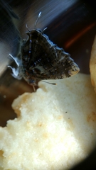 Catapaecilma major