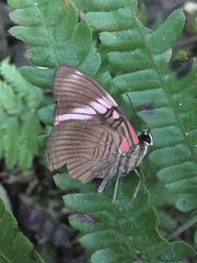 Adelpha lycorias