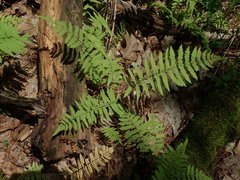 Thelypteris palustris pubescens