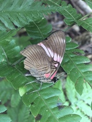 Adelpha lycorias