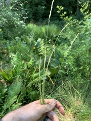 Agrostis exarata