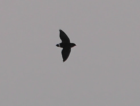 Cassin's Spinetail (Neafrapus cassini), photo 6