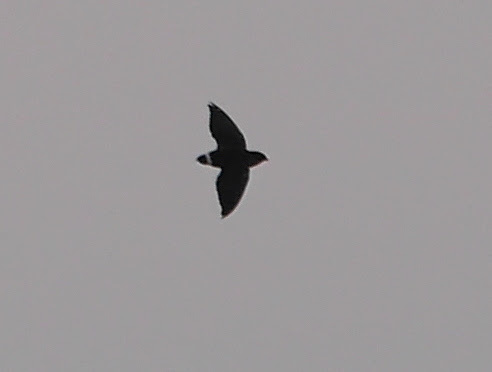 Cassin's Spinetail (Neafrapus cassini), photo 3
