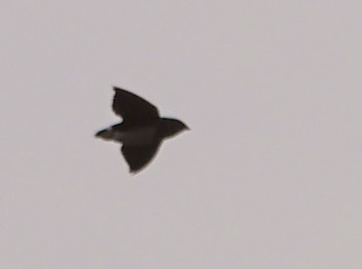 Cassin's Spinetail (Neafrapus cassini), photo 4