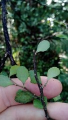 Melicytus micranthus