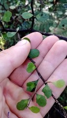 Melicytus micranthus