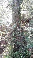 Melicytus micranthus