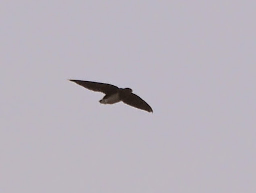 Cassin's Spinetail (Neafrapus cassini), photo 5