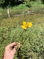 Utricularia inflata