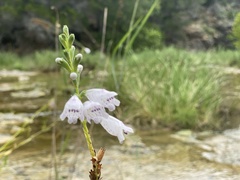 Physostegia angustifolia