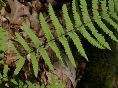 Thelypteris palustris pubescens