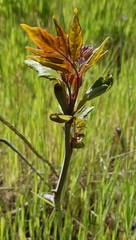 Asclepias cordifolia