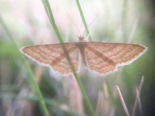 Idaea ochrata