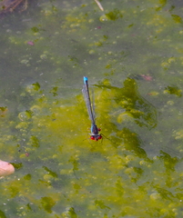 Erythromma viridulum
