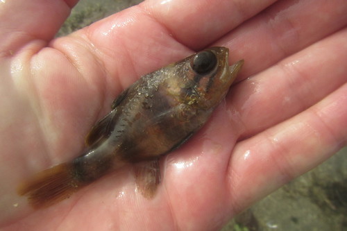 Apogonichthyoides timorensis