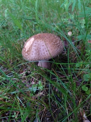 Amanita rubescens