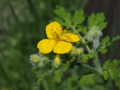 Chelidonium asiaticum