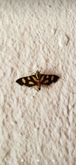 Syngamia