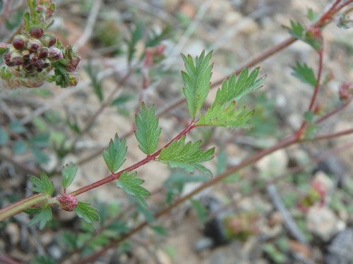 Poterium megacarpon image