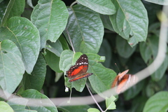 Anartia amathea amathea