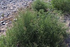 Atriplex littoralis