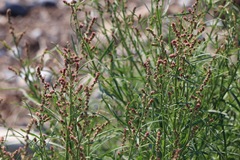 Atriplex littoralis