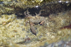 Pilumnus