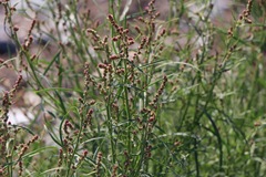 Atriplex littoralis