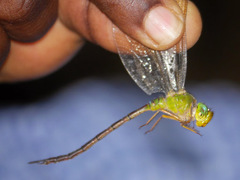 Gynacantha nigeriensis