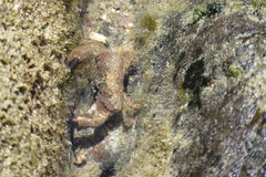 Pilumnus