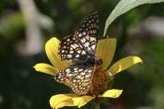 Euphydryas anicia