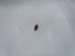 Hippodamia variegata