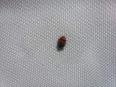 Hippodamia variegata