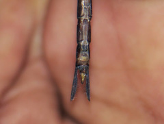 Gynacantha nigeriensis