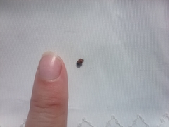 Hippodamia variegata