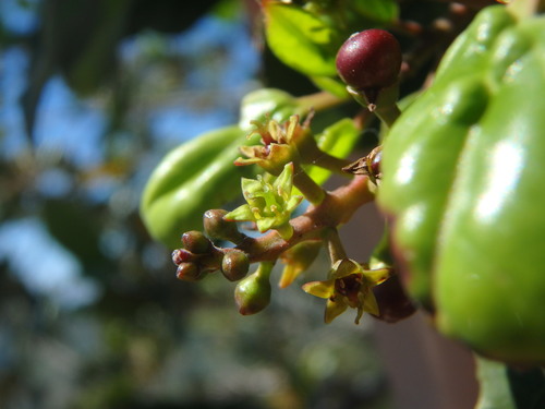How to identify Rhamnus glandulosa Aiton
