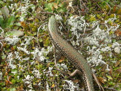 Oligosoma chloronoton