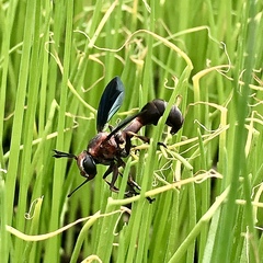 Physocephala floridana