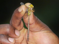 Gynacantha nigeriensis