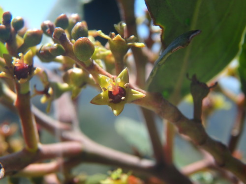 Rhamnus glandulosa image