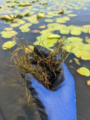 Potamogeton berchtoldii