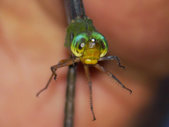 Gynacantha nigeriensis