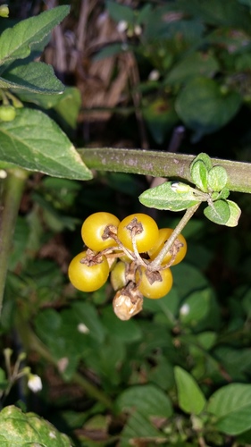 Solanum villosum iNat (2)